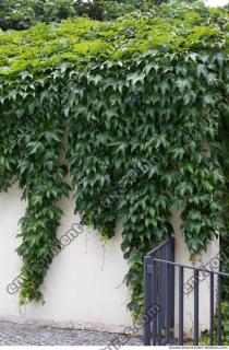 wall overgrown ivy 0009